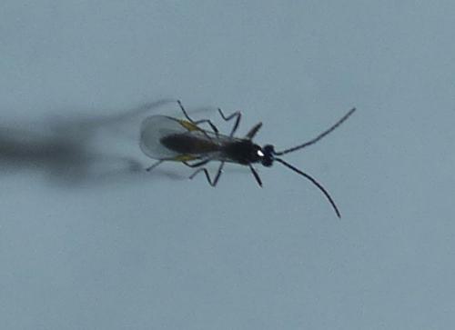 Aphidiinae