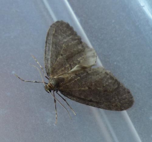 Operophtera brumata