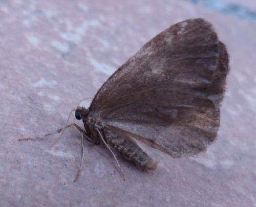Operophtera brumata