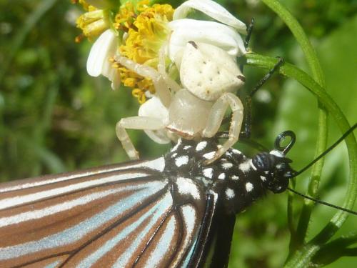 Réf. 197 087 : Thomisus sp.