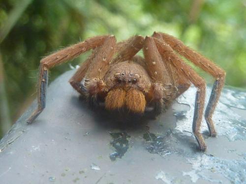 Réf. 197 032 : Heteropoda pingtungensis