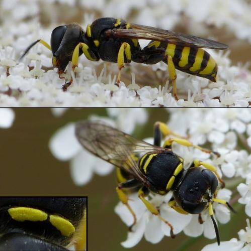 Ectemnius lituratus