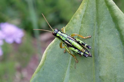 Réf. 197 079 : Miramella alpina subalpina