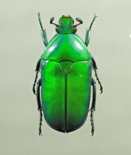 Réf. 197 036 : Cetoniinae inconnu