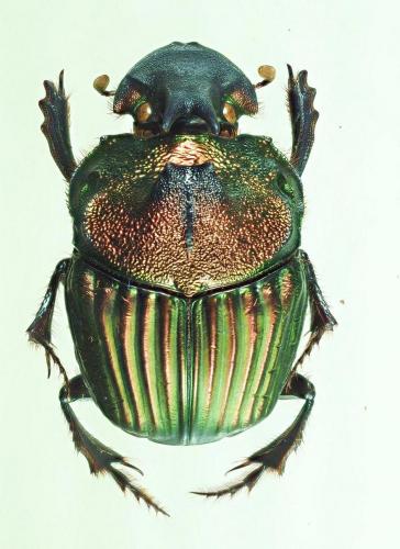 Sulcophanaeus leander