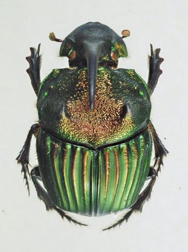 Sulcophanaeus leander