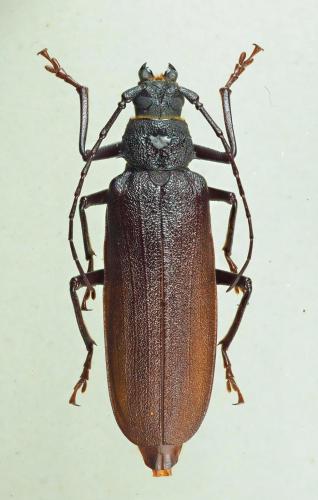 Prinobius myardi
