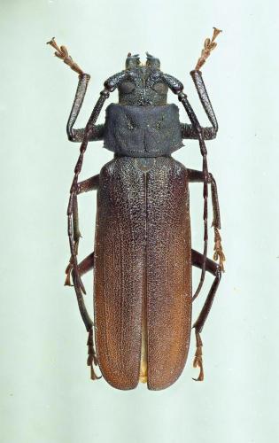 Prinobius myardi