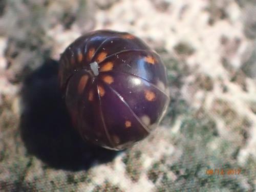 Réf. 197 144 : Glomeris sp.