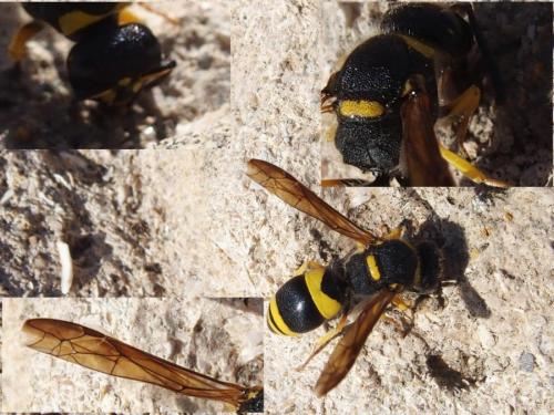 Ancistrocerus sp.