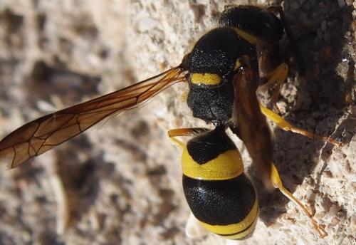Ancistrocerus sp.