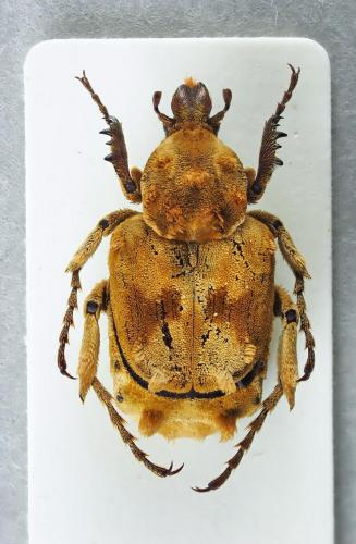 Cosmovalgus sp.