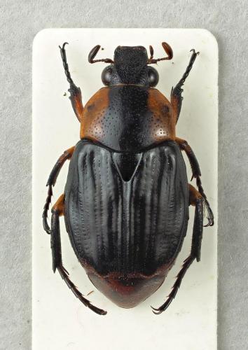Polyplastus bicolor