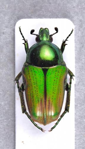 Réf. 197 248 : Leucocelis refulgens