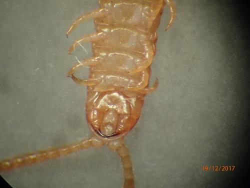 Henia vesuviana