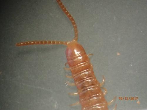 Henia vesuviana