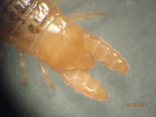 Henia vesuviana