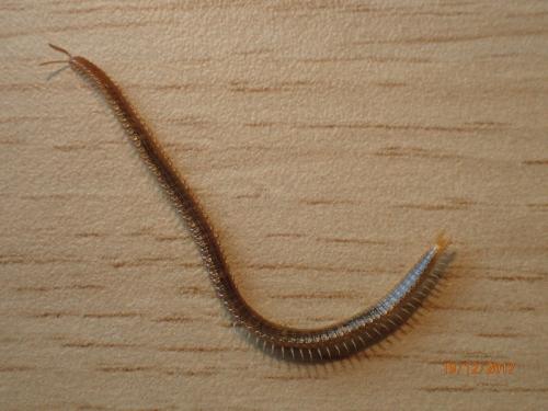 Henia vesuviana