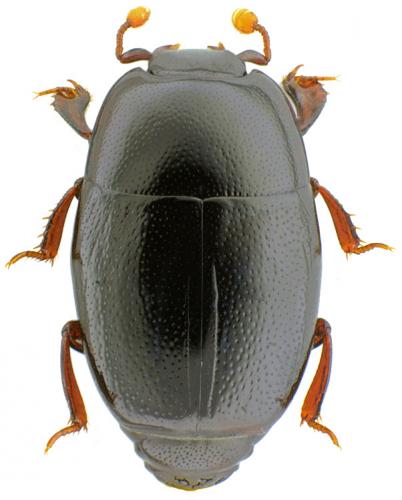 Réf. 197 287 : Paromalus luderti