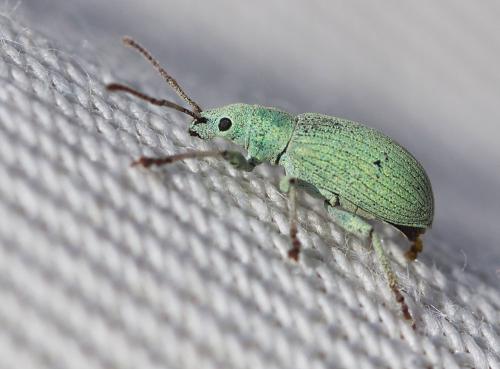 Réf. 197 411 : Phyllobius virideaeris