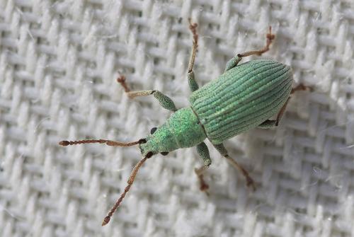 Réf. 197 412 : Phyllobius virideaeris