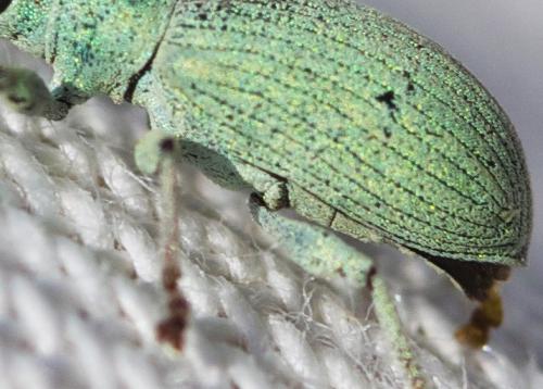 Réf. 197 413 : Phyllobius virideaeris