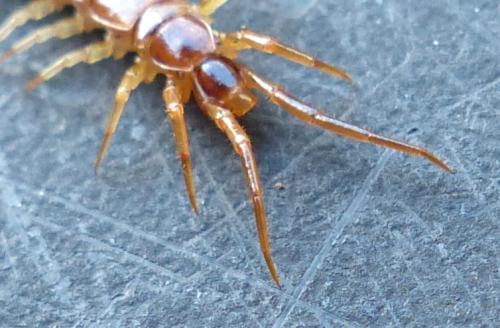 Réf. 197 522 : Lithobius melanops