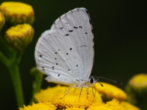 Réf. 197 255 : Celastrina argiolus