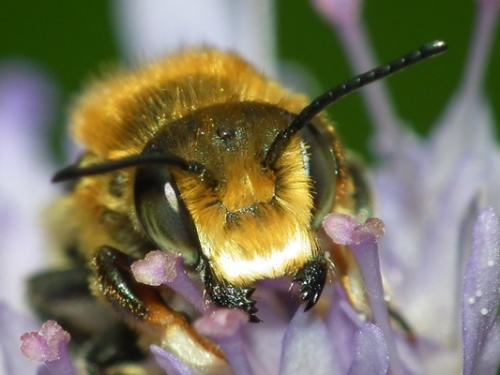 Réf. 197 497 : Megachile willughbiella