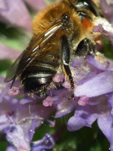 Megachile willughbiella