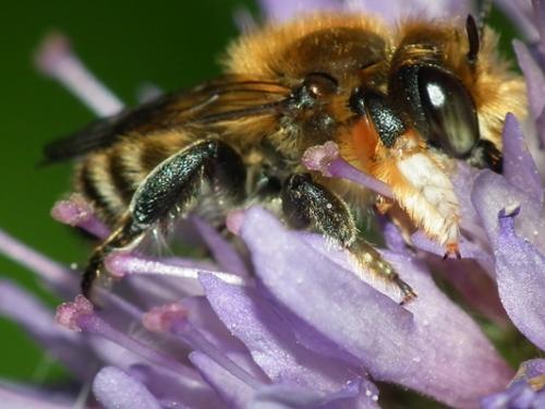 Megachile willughbiella