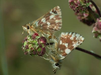 Réf. 197 261 : Spialia sertorius
