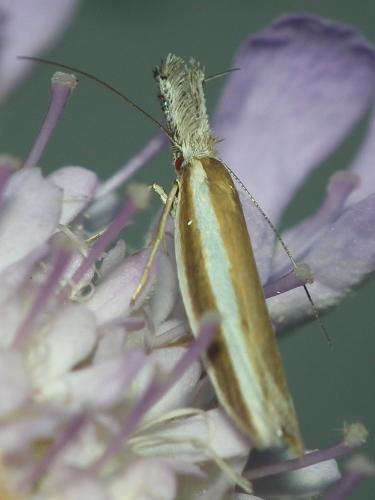 Réf. 197 158 : Pleurota aristella