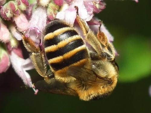 Melitta sp.