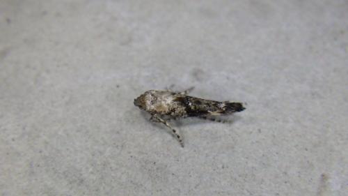 Epermenia chaerophyllella