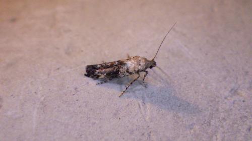 Réf. 197 454 : Epermenia chaerophyllella