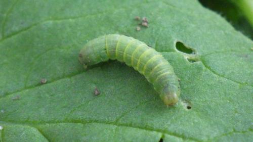 Noctua pronuba