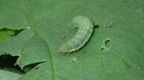 Noctua pronuba