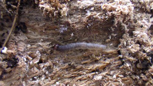 Harpella forficella