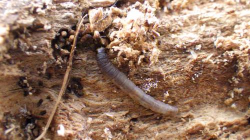 Harpella forficella