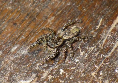 Marpissa muscosa