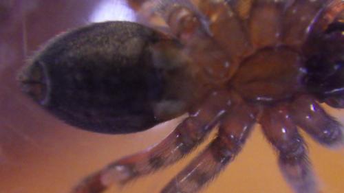 Amaurobius similis