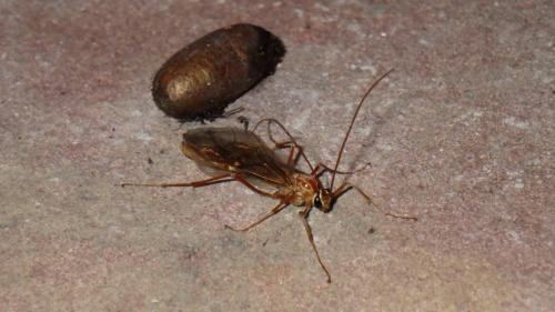 Ophion obscuratus