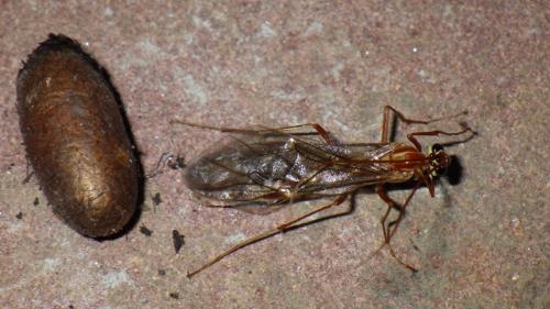 Réf. 197 989 : Ophion obscuratus