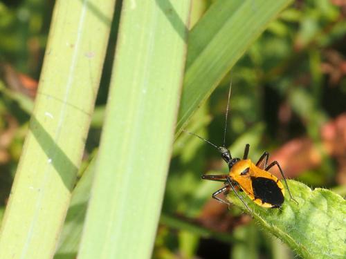 Rhynocoris sp.