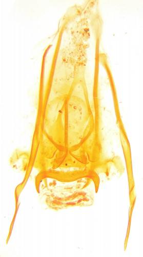 Réf. 197 424 : Contacyphon laevipennis