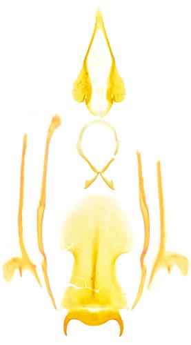 Réf. 197 423 : Contacyphon laevipennis