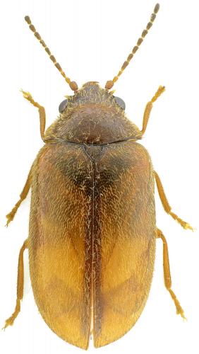 Réf. 197 422 : Contacyphon laevipennis