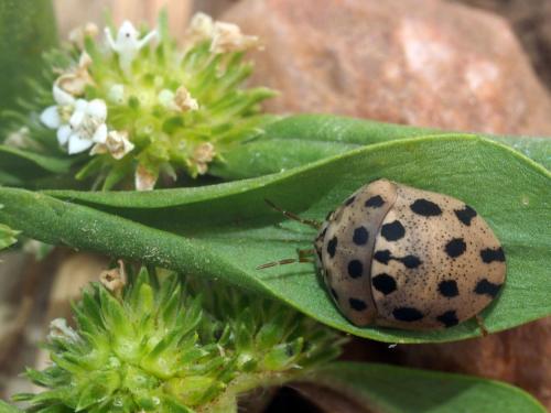 Sphaerocoris testudogrisea