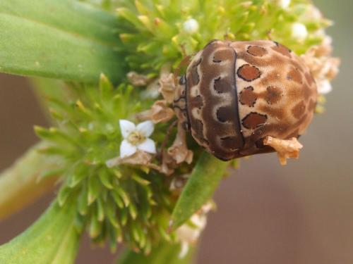 Sphaerocoris testudogrisea